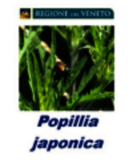 Prevenzione e contrasto del coleottero Popillia Japonica Newman in Veneto – Zona cuscinetto